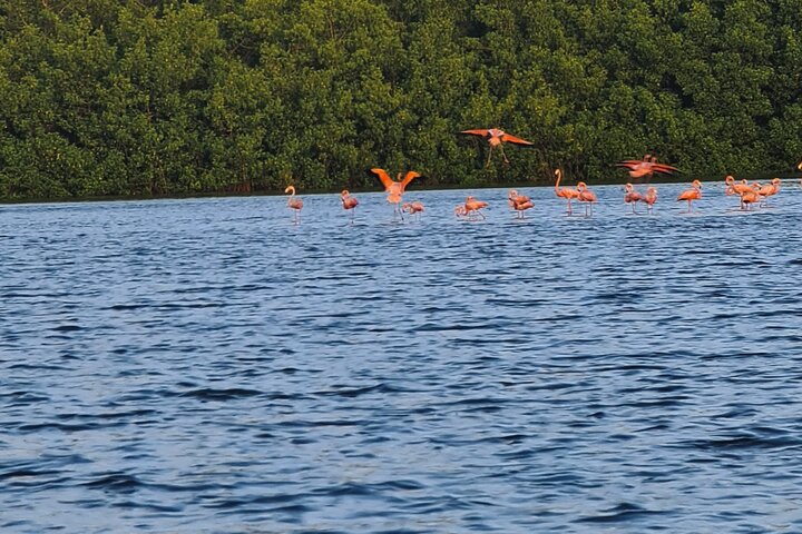 Caroni Bird Sanctuary Tour