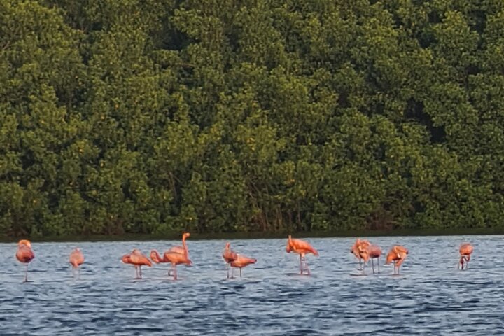 Caroni Bird Sanctuary Tour