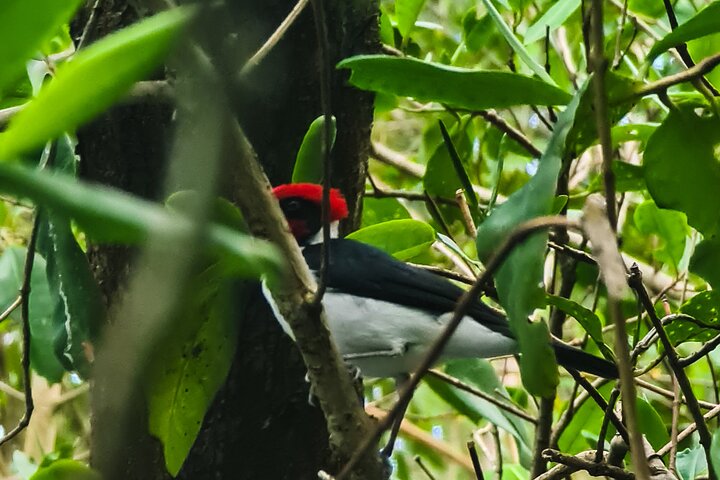 Caroni Bird Sanctuary Tour