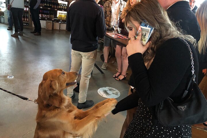 West Kelowna with Wine Tour Guide, Cherry! Afternoon tours.
