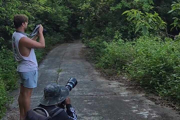 Endangered Monkeys Watching - Red Shanked Douc Langurs