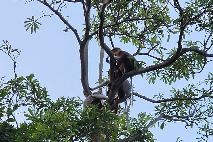 Endangered Monkeys Watching - Red Shanked Douc Langurs