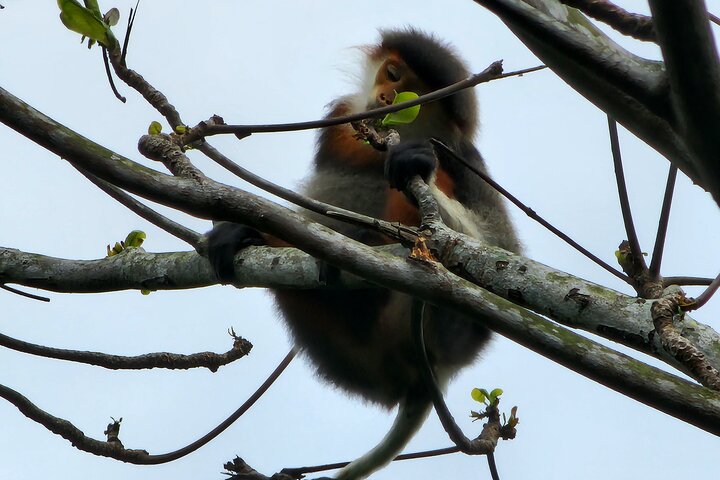 Endangered Monkeys Watching - Red Shanked Douc Langurs