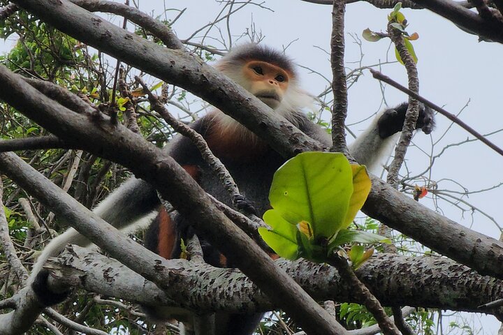 Endangered Monkeys Watching - Red Shanked Douc Langurs