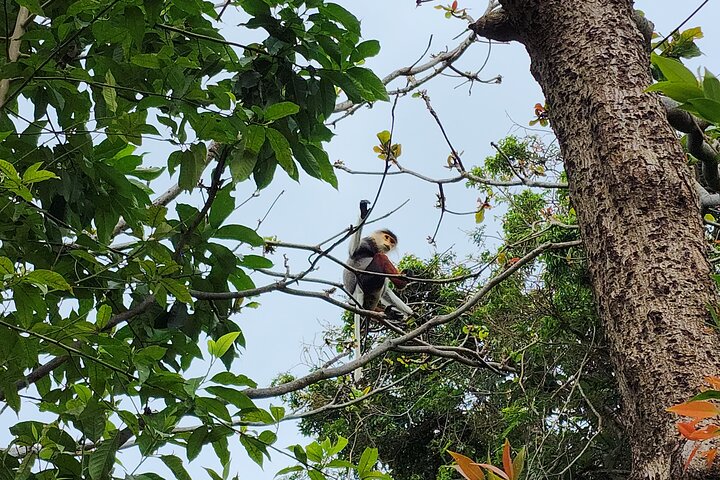 Endangered Monkeys Watching - Red Shanked Douc Langurs