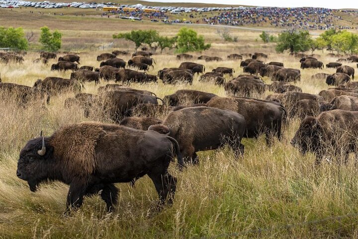 2026 - Sept 25th - Custer Buffalo Roundup and Corrals