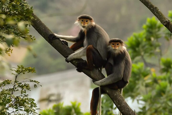 Endangered Monkeys Watching - Red Shanked Douc Langurs