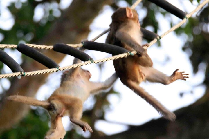 Endangered Monkeys Watching - Red Shanked Douc Langurs