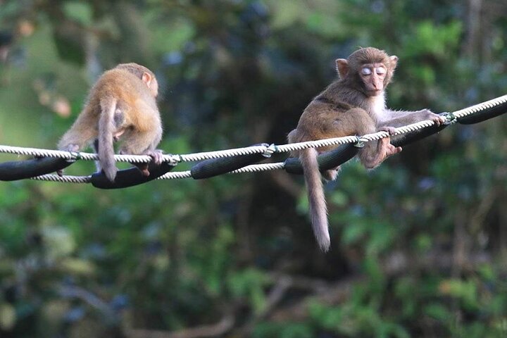 Endangered Monkeys Watching - Red Shanked Douc Langurs