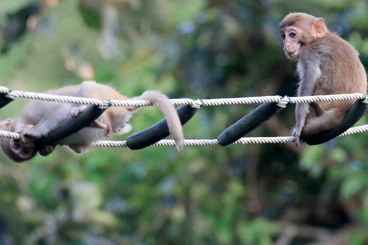 Endangered Monkeys Watching - Red Shanked Douc Langurs