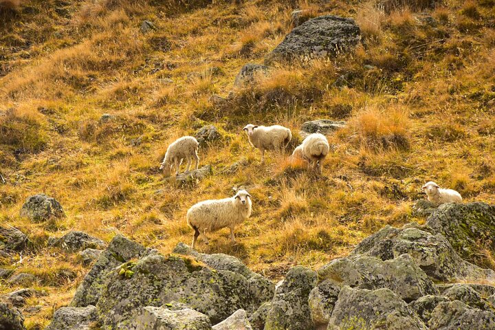 Kazbegi - One Day Trekking Private Tour to Angel Mountain 3096 m