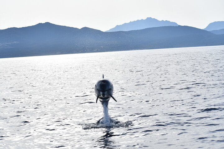 Dolphin Watching Tour - from Golfo Aranci