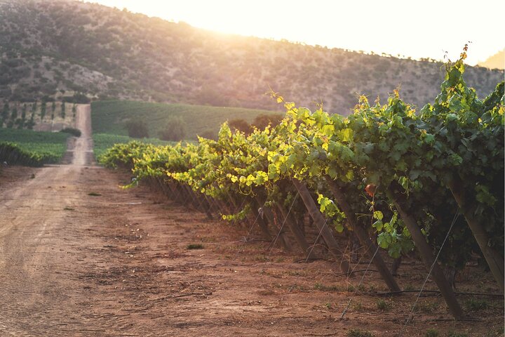 Private San Antonio Port and Chocalan Winery with Transfer Hotel