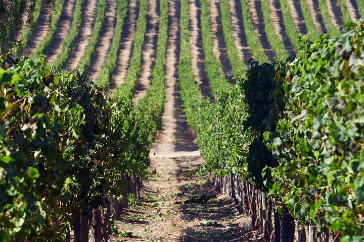 Private San Antonio Port and Chocalan Winery with Transfer Hotel