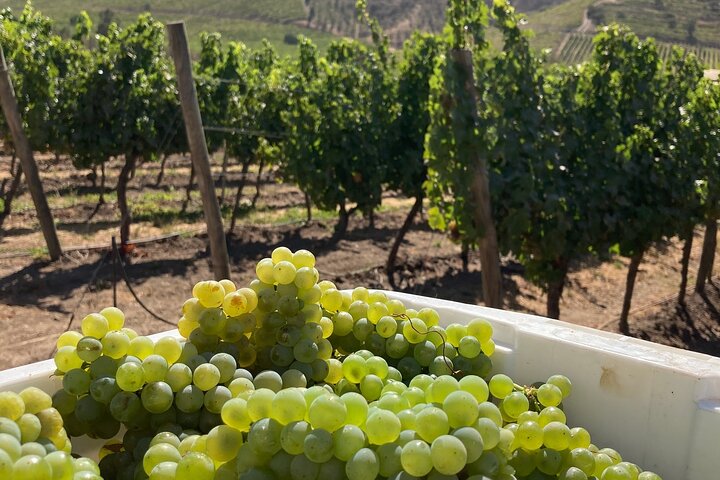 Private San Antonio Port and Chocalan Winery with Transfer Hotel