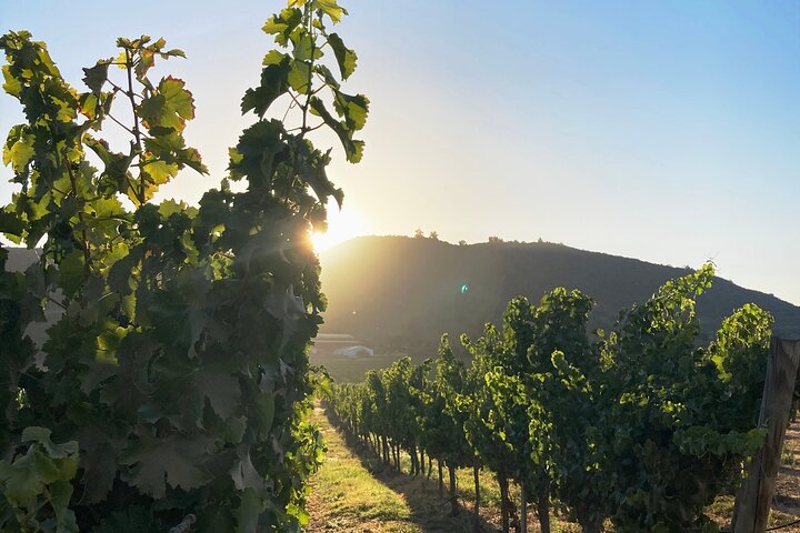 Private San Antonio Port and Chocalan Winery with Transfer Hotel