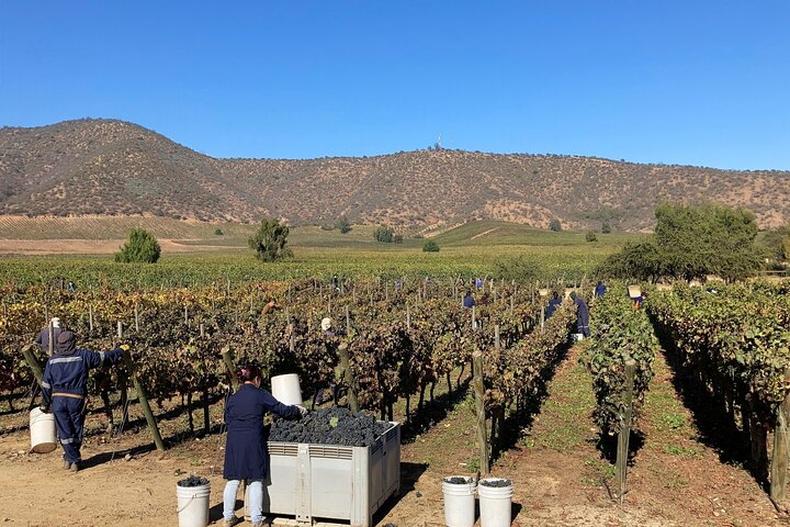 Private San Antonio Port and Chocalan Winery with Transfer Hotel