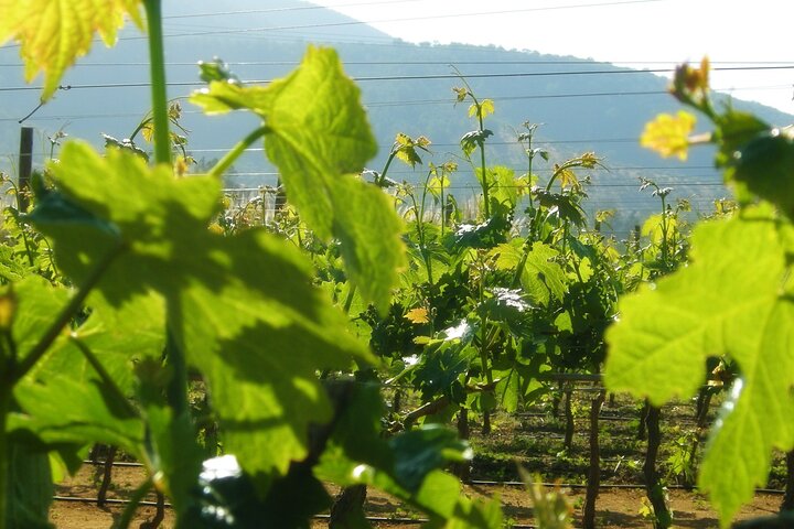 Private San Antonio Port and Chocalan Winery with Transfer Hotel