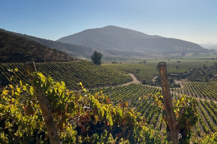Private San Antonio Port and Chocalan Winery with Transfer Hotel