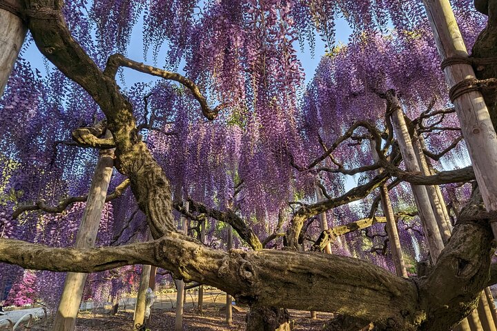 Nikko Toshogu, Edo Wonderland, and more | Licensed Guide &Driver