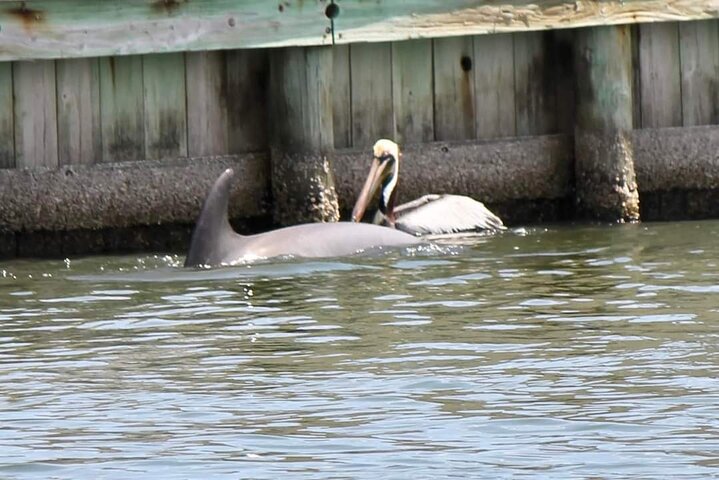Cocoa Beach Dolphin and Wildlife Tour
