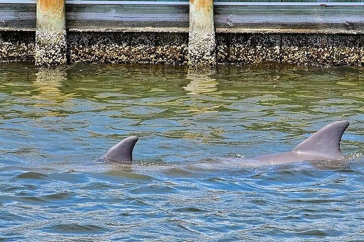 Cocoa Beach Dolphin and Wildlife Tour