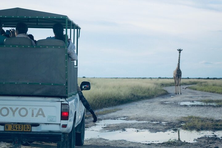 Safari in Etosha national park with professional tour guides born in Etosha.