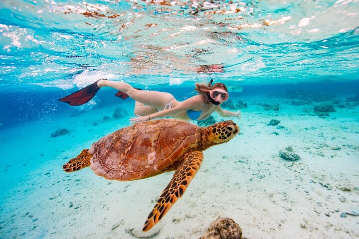 Private Turtle and Ray Tour Rarotonga