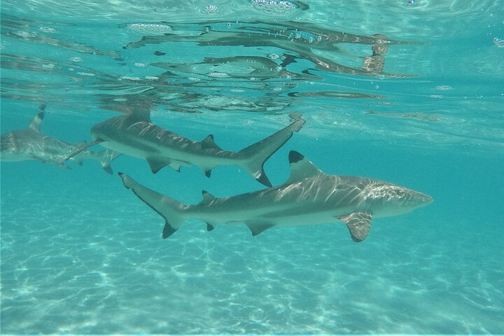 Snorkeling excursion and encounter with marine fauna in Moorea