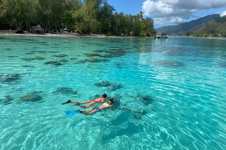Snorkeling excursion and encounter with marine fauna in Moorea