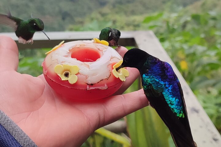 Full-Day Mindo Cloud Forest Tour Birdwatching Waterfalls and Hike