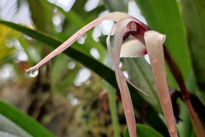 Full-Day Mindo Cloud Forest Tour Birdwatching Waterfalls and Hike