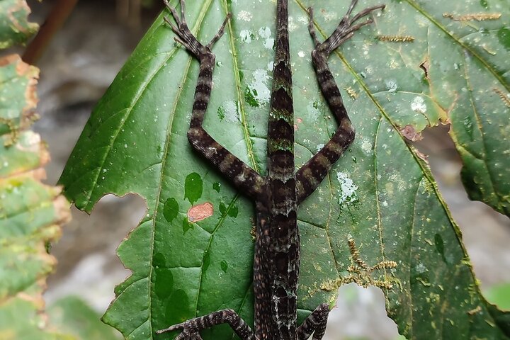 Full-Day Mindo Cloud Forest Tour Birdwatching Waterfalls and Hike