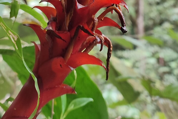 Full-Day Mindo Cloud Forest Tour Birdwatching Waterfalls and Hike
