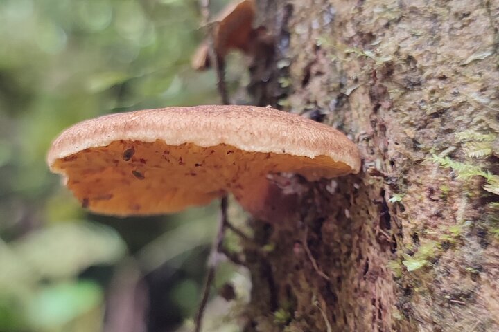 Full-Day Mindo Cloud Forest Tour Birdwatching Waterfalls and Hike
