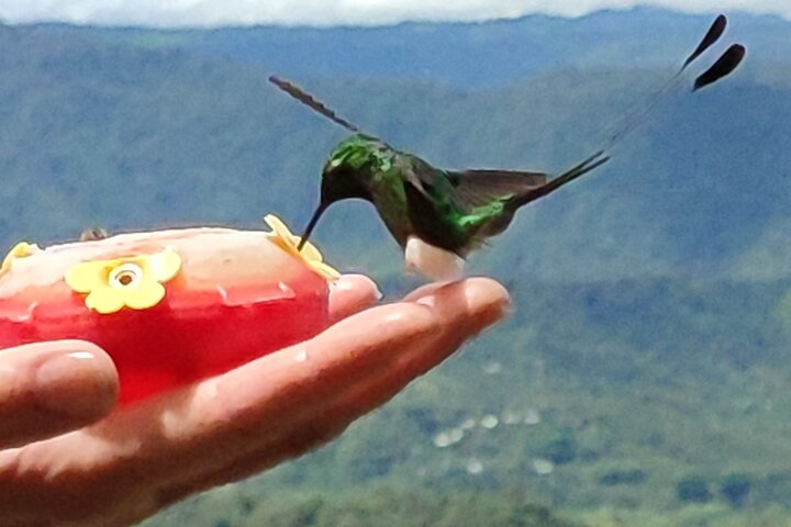 Full-Day Mindo Cloud Forest Tour Birdwatching Waterfalls and Hike