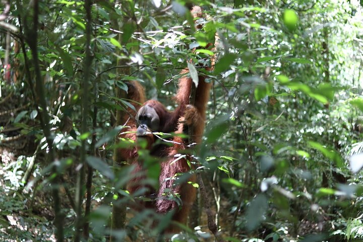 Bukit lawang 2 Day 1 Night with camping