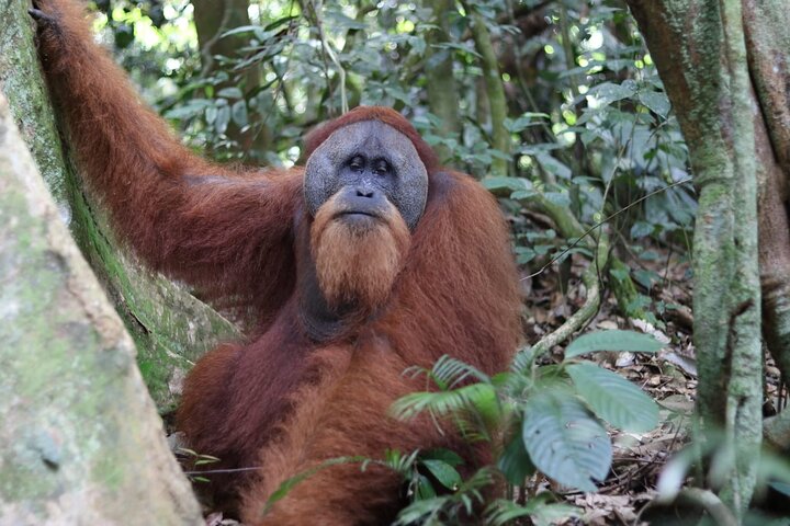 Bukit lawang 2 Day 1 Night with camping