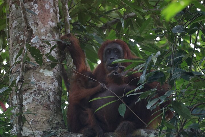 Bukit lawang 2 Day 1 Night with camping