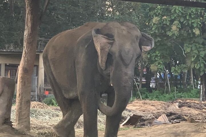 3-Day Chitwan Jungle Safari from Kathmandu – All-Inclusive Tour