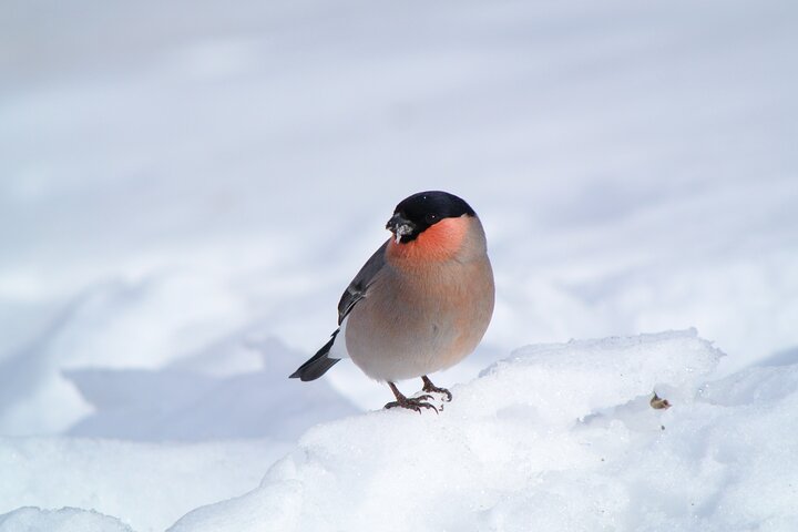 Wild Bird Sanctuary Forest Guided Tour in Nagano