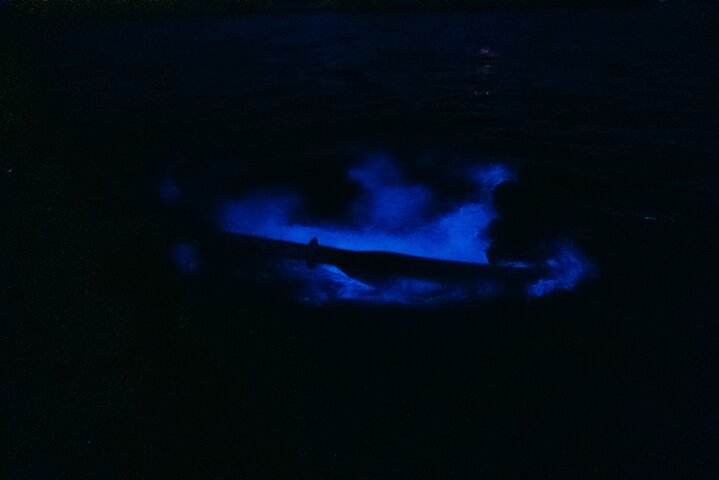 Thousand Islands Bioluminescent Kayak Tour with Cocoa Kayaking!
