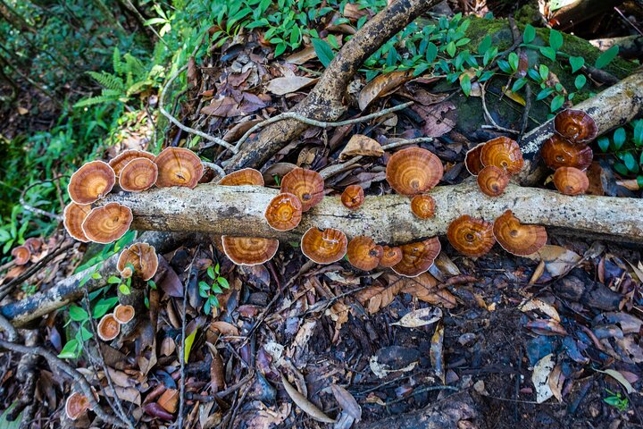 Trekking Tien Son Dinh Phu Quoc