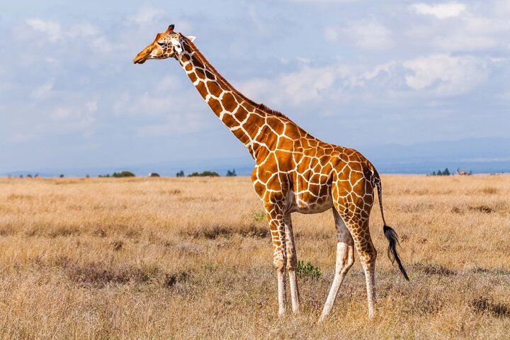 Tala Game Reserve and Natal Park Half Day Tour from Durban