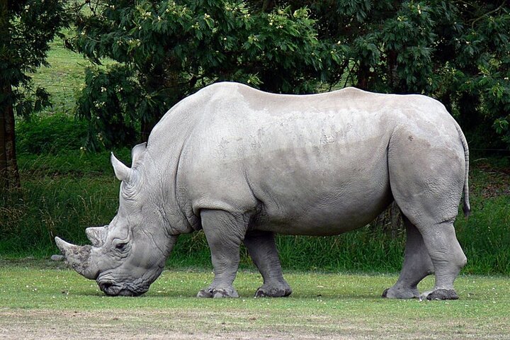 Hluhluwe Imfolozi Big 5 Game Reserve Tour from Durban