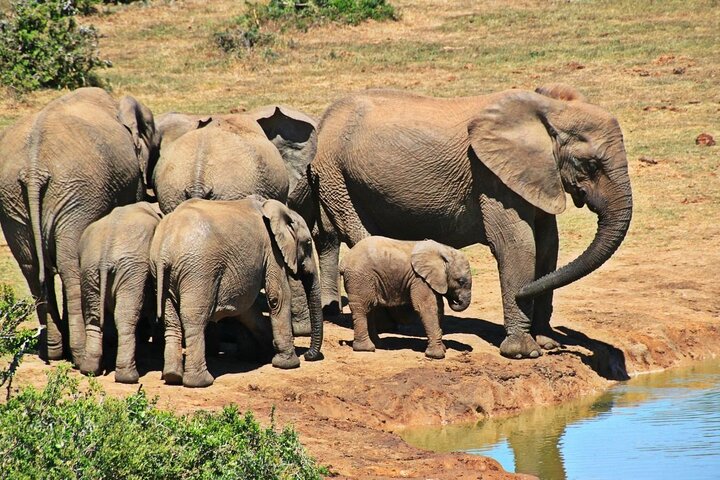 Hluhluwe Imfolozi Big 5 Game Reserve Tour from Durban