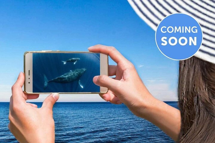 Whale Watching by Sea World Cruises