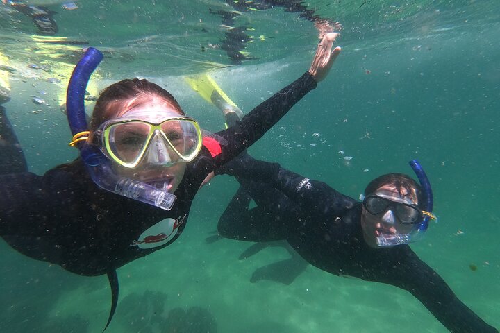Seal Swimming Activity in Plettenberg Bay