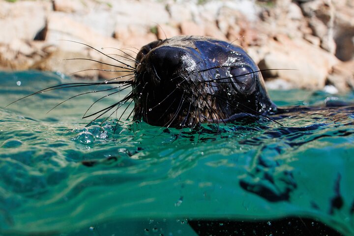 Seal Swimming Activity in Plettenberg Bay