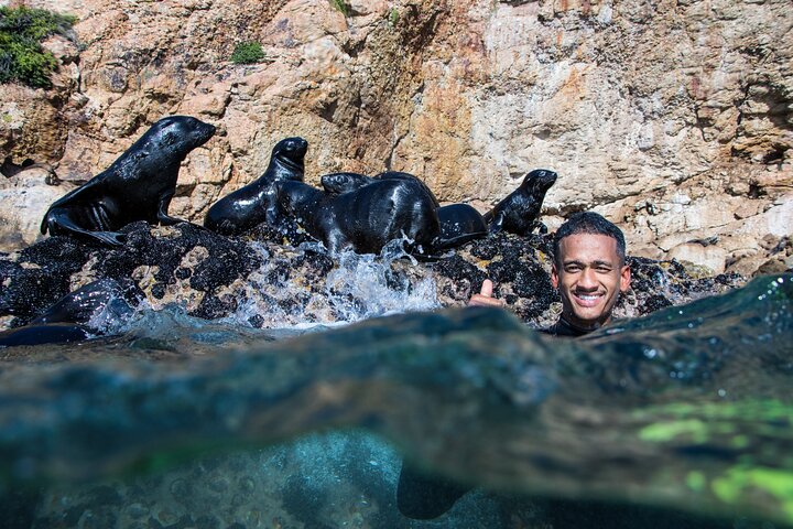 Seal Swimming Activity in Plettenberg Bay